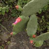 Opuntia cochenillifera (L.) Mill.